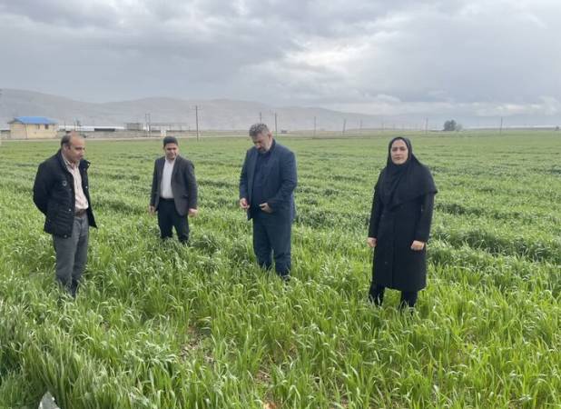 هشدار جدی درباره سرمازدگی بهاره غلات در لرستان