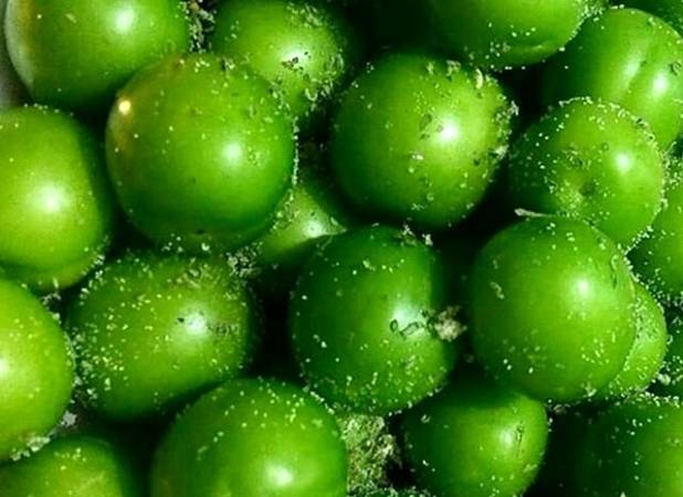 کریمی: پیش‌بینی تولید ۳هزار تن گوجه‌سبز در باغات کرمانشاه