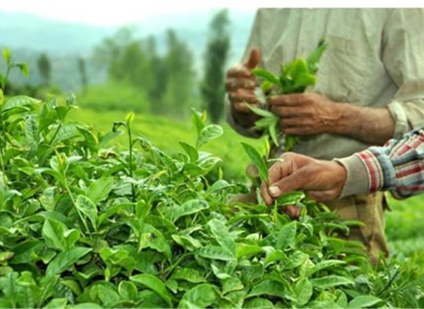 امسال 44 هزار تن برگ سبز چای خریداری شد