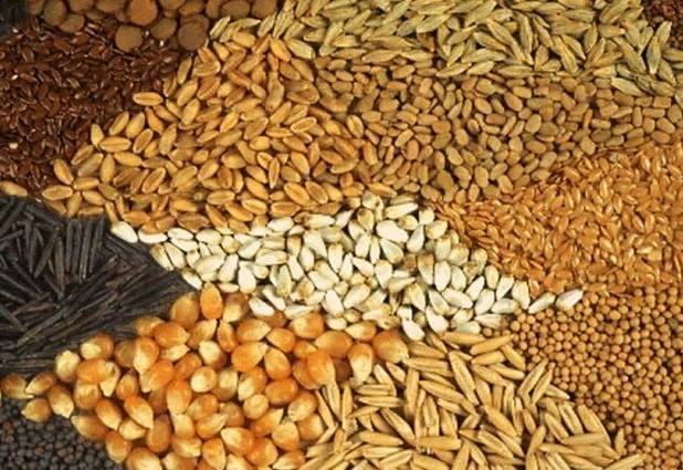 اجرای طرح «پایش مستمر کیفیت و کمیت خوراک آبزی» در لرستان