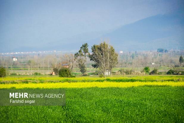 وضعیت مزارع کنگاور مطلوب ارزیابی شد