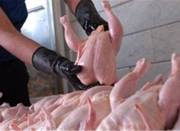 صادرات گوشت مرغ مجاز مشروط شد