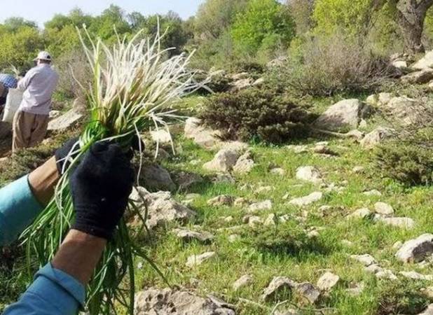 ممنوعیت برداشت گیاهان دارویی در سمنان؛ برخورد قضایی در انتظار متخلفان