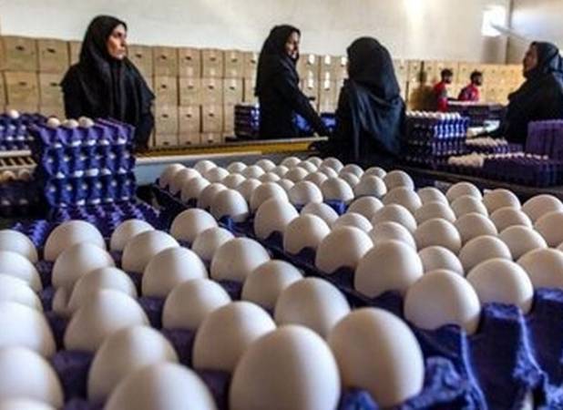 افزایش ۱۰۰ هزار تومانی قیمت تخم مرغ در بازار/ قیمت هر شانه تخم مرغ چند؟