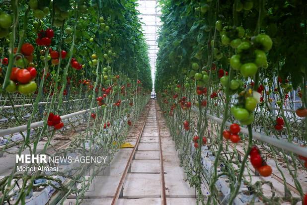 حفظ اشتغال، پایداری تولید و توسعه صادرات اولویت‌های کشاورزی ۱۴۰۵