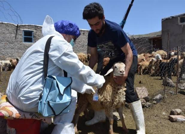 سویه جدید تب برفکی در کشور کنترل شد