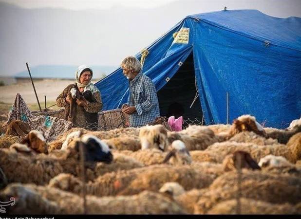 گوشت عشایری با برند استانی به بازار عرضه می‌شود