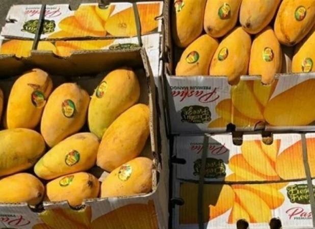 آغاز ثبت سفارش واردات انبه و چای
