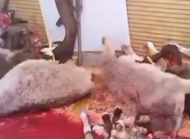 هرگونه کشتار و عرضه گوشت الاغ و اسب تخلف است