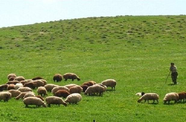دام سبک؛ مصداق بارز اقتصاد مقاومتی و امنیت غذایی