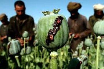 پرمصرف‌ترین ماده مخدر در ایران اعلام شد/ چه بر سر تریاک آمد؟