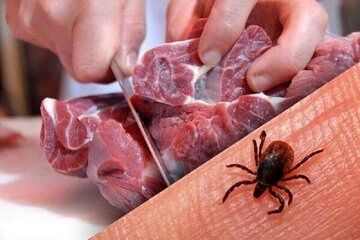 خطر شیوع یک بیماری در عید قربان امسال