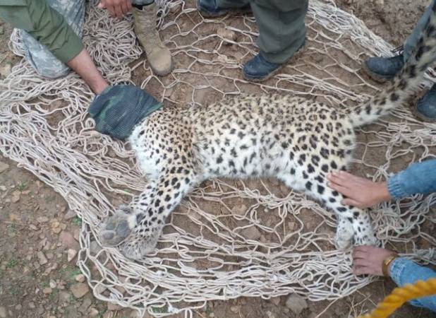لاشه پلنگ در پناهگاه حیات وحش عباس‌آباد اصفهان کشف شد