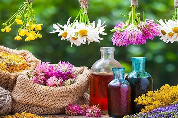ظرفیت بالای گیاهان دارویی سراوان؛ بستری برای توسعه 