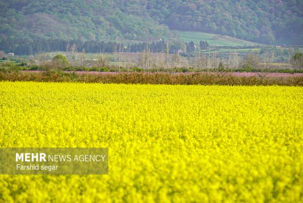 کشت بیش از ۶ هزار هکتار دانه‌های روغنی در لرستان
