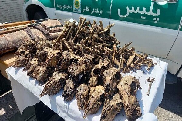 کشف ۴۱ جمجمۀ آهو از یک چاه آب در شاهین‌شهر/ ۵۰ رأس آهو شکار شد