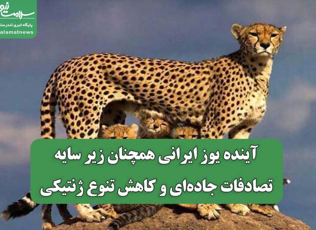 آینده یوز ایرانی همچنان زیر سایه تصادفات جاده‌ای و کاهش تنوع ژنتیکی