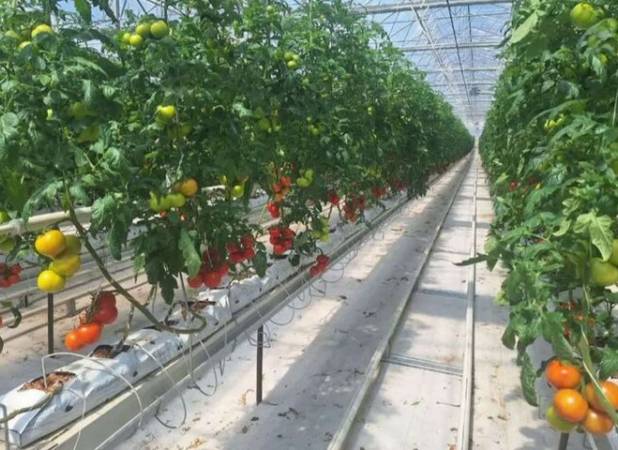 جعفرنژاد: سطح گلخانه‌های فعال آذربایجان شرقی از ۴۰۰ هکتار فراتر رفت