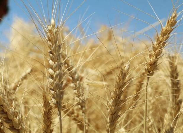 پرداخت تنها یک‌سوم مطالبات گندم‌کاران؛ لزوم اصلاح تأمین منابع