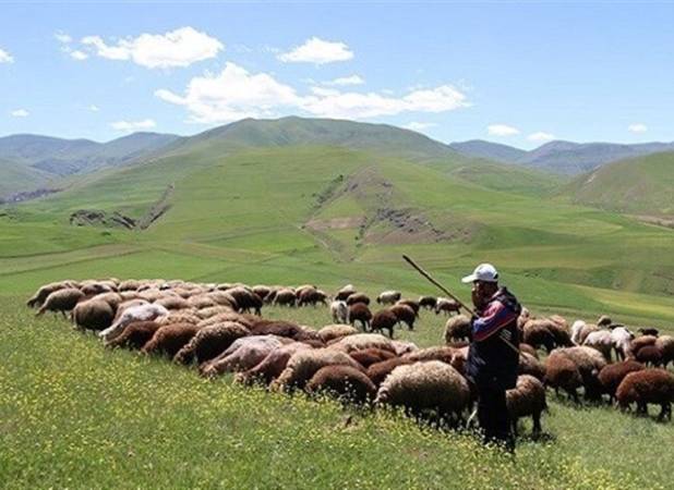 افزایش تولید دام سبک و گوشت قرمز دامداران عشایری