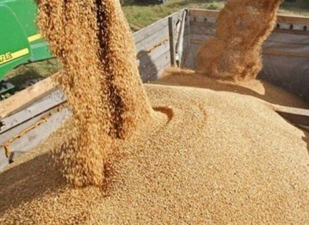 تولید داخل جایگزین 40 درصد جو  وارداتی شد