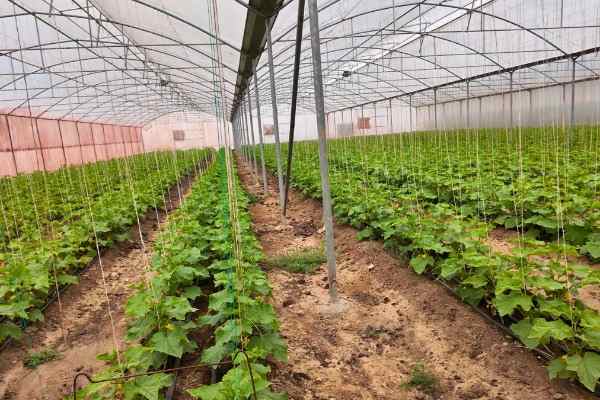 قطع گاز گلخانه؛ برای تامین گرمایش گلخانه چه کنیم؟
