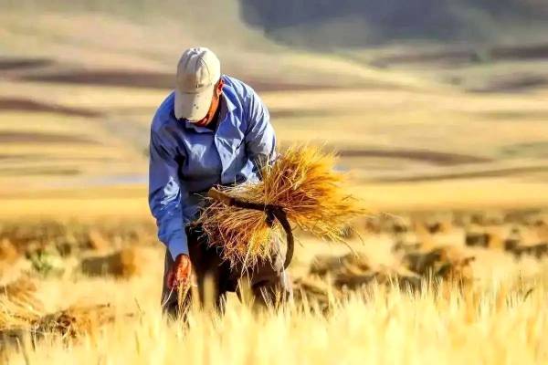 خبر وزیر درباره پرداخت یارانه مستقیم به کشاورزان